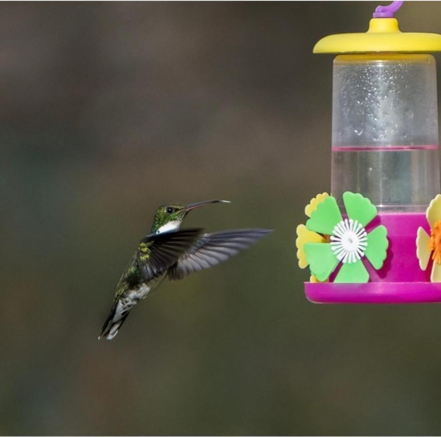 El Colibri Cabanas De La Naturaleza Trelew Dış mekan fotoğraf